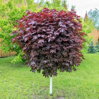 Javor mliečny - Acer platanoides ´Crimson King´ Co10L 4/6
