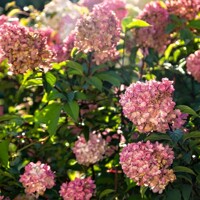 Hortenzia metlinatá - Hydrangea paniculata 'Wim´s Red'  Co3L 30/40