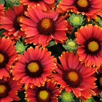 Delosperma Cooperi P12