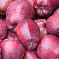 Jabloň - Malus domestica 'Šampion'  - jesenná
