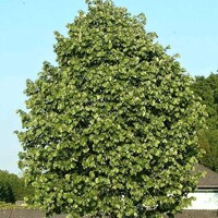 Lipa malolistá - Tilia Cordata ´Greenspire´ Co10L  4/6  200/250