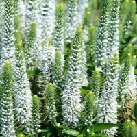 Veronica spicata 'Ulster Blue' P14