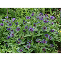 Centaurea montana ´Amethyst Dream´