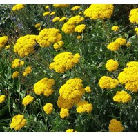Rebríček - Achillea ´Cloth Of God´ Co2L