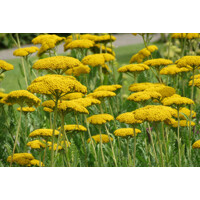 Rebríček - Achillea ´Cloth Of God´ Co2L