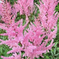 Astilba - Astilbe Arendsii ´Cattleya´ Co1L