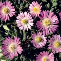 Delosperma ´Jewel of Desert´- ružová K9