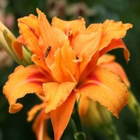 Ľaliovka – Hemerocallis ´Crimson Pirate´ Co14