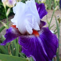 Iris germanica - žltá Co11 10/15