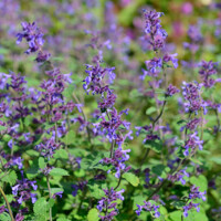 Nepeta faasseni ´Dropmore´ P14
