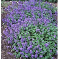 Nepeta faasseni ´Dropmore´ P14