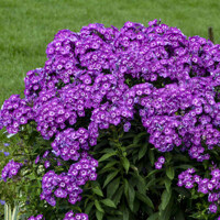Flox metlinatý - Phlox paniculata ´Laura´
