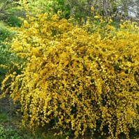 Kerria japonica ´Pleniflora´ Co2,5L 20/30