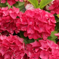 Hortenzia kalinolistá - Hydrangea macrophylla 'Alpenglühen' Co2,5L 20/30