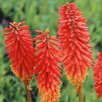 Kniphofia ´Papaya/Redhot Popsicle´