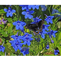 Delphinium grandiflorum 'Delfix Blue' P17