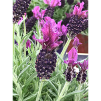 Levanduľa  - Lavandula Stoechas ´Anouk´  P17