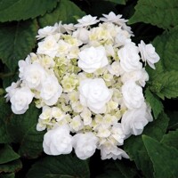 Hortenzia kalinolistá - Hydrangea macrophylla ´River Pink´ Co5L  25/30