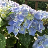 Hortenzia kalinolistá - Hydrangea macrophylla ´River Blue´ Co5L  25/30