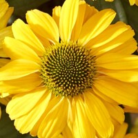 Echinacea ´SunSeecers Coral´ P15