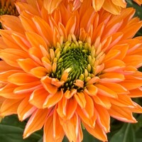 Echinacea ´SunSeecers Coral´ P15