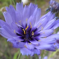 Catananche caerulea ´Major´
