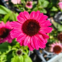 Echinacea purpurea ´Red´ P15 Co1,5L