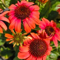 Echinacea purpurea ´Red´ P15 Co1,5L