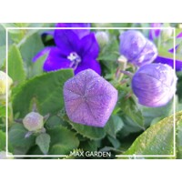 Platycodon grandiflorus 'Astra Blue'  P12