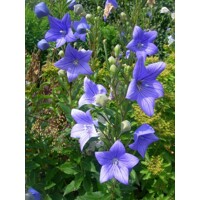 Platycodon grandiflorus 'Astra Blue'  P12