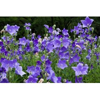 Platycodon grandiflorus 'Astra Blue'  P12