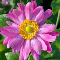 Anemone hupehensis ‘Pamina’ – jesenná veternica s tmavoružovými kvetmi