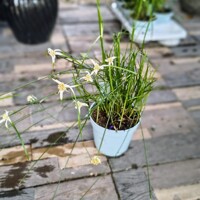 Rhynchospora colorata