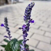 Salvia ‘Mystic Spires Blue’