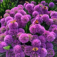 Okrasný cesnak - Allium ´Millenium´