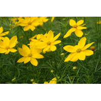 Coreopsis verticillata