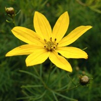 Coreopsis verticillata