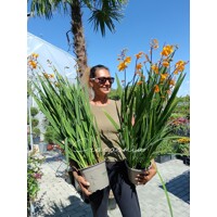 Montbrécia - Crocosmia - oranžová