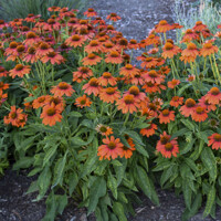 Echinacea purpurea ´Orange´