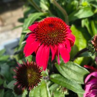 Echinacea purpurea ´Red´