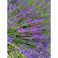 Levandu?a úzkolistá  -  Lavandula angustifolia 'Hidcote Blue'