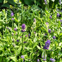 Levandu?a úzkolistá - Lavandula angustifolia ´DUO-blue/white´