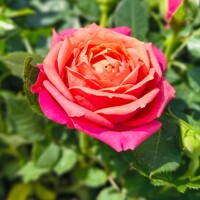 Rosa Kordana