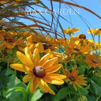 Rudbeckia hirta
