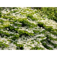 Viburnum ‘Summer Snowflake’ – bohato kvitnúci ker s bielymi metlinami | Maxgarden