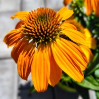 Echinacea purpurea žlto-oranžová – atraktívna trvalka pre včely a motýle