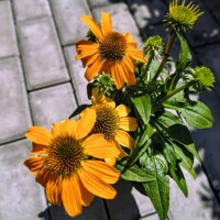 Echinacea purpurea žlto-oranžová – atraktívna trvalka pre včely a motýle