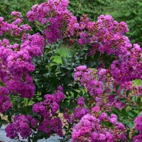 Lagerstroemia indica ‘Violet d’Été’ – fialová myrta krepová 