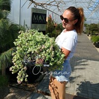 Origanum rotundifolium – okrasné oregáno s ružovými kvetmi do skalky