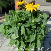 Rudbekia žiarivá  - Rudbeckia fulgida